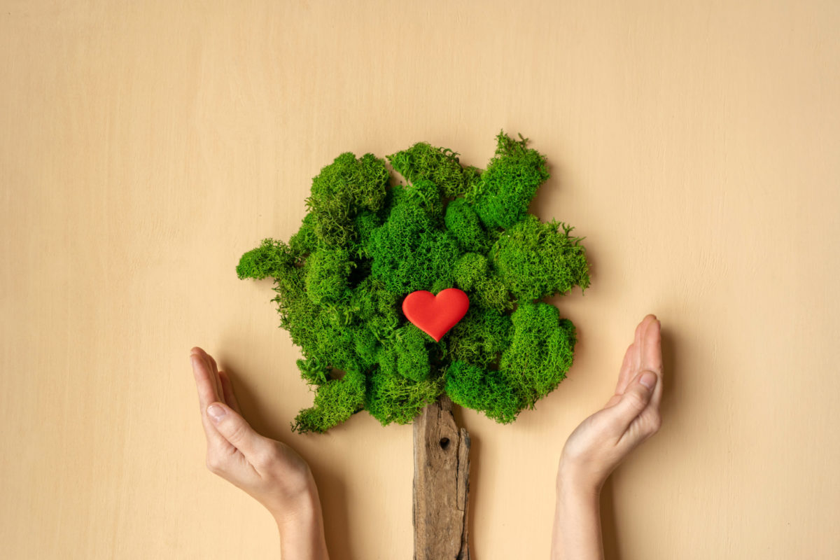 Woman's hands holding tree. Ecological concept, flat lay. Tree from moss. Red heart in tree.